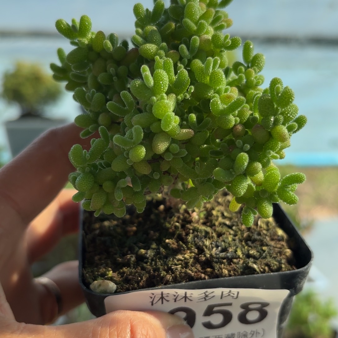 958蜜金桔糖球枝干