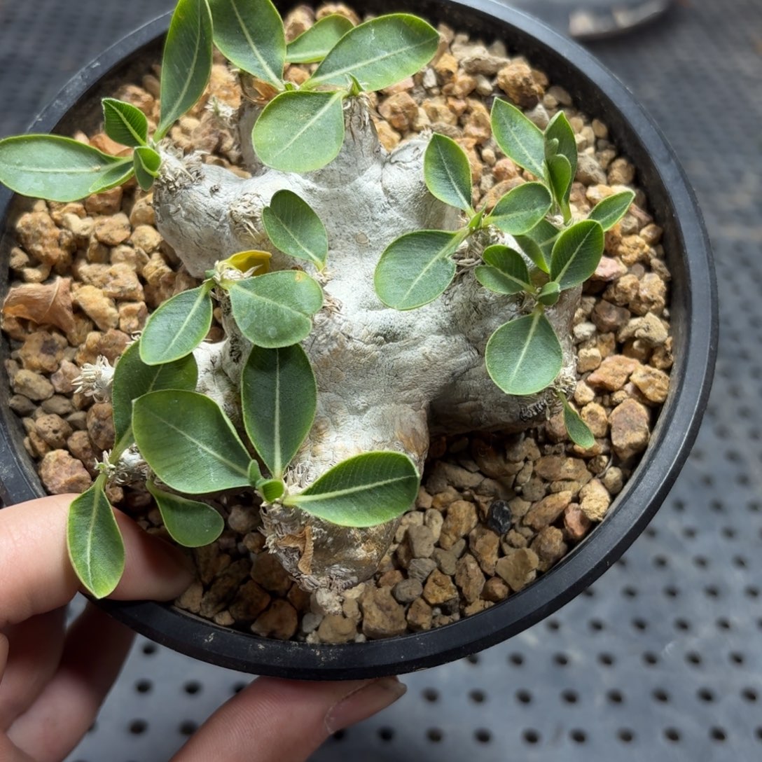 惠比须笑36999969999999999