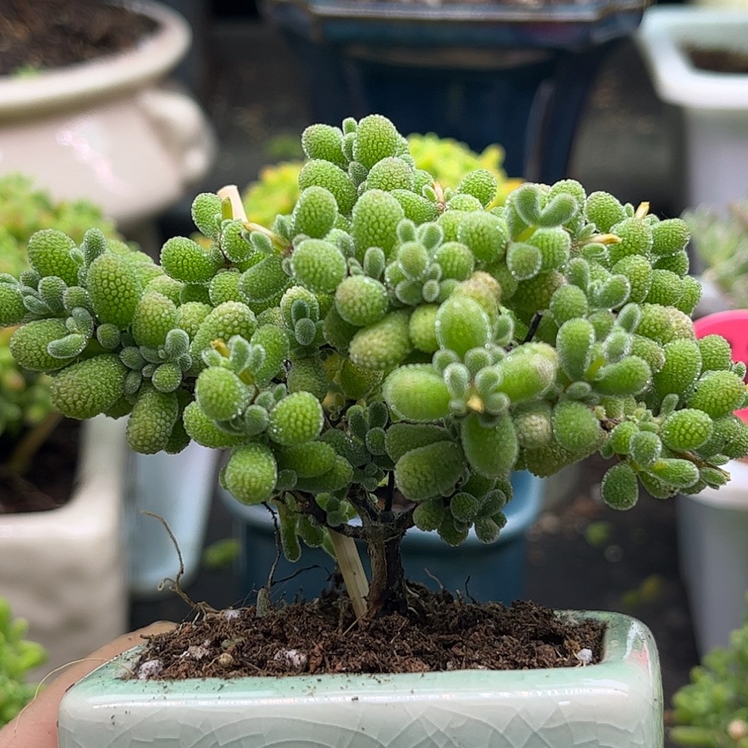 33翡翠带盆优选枝干