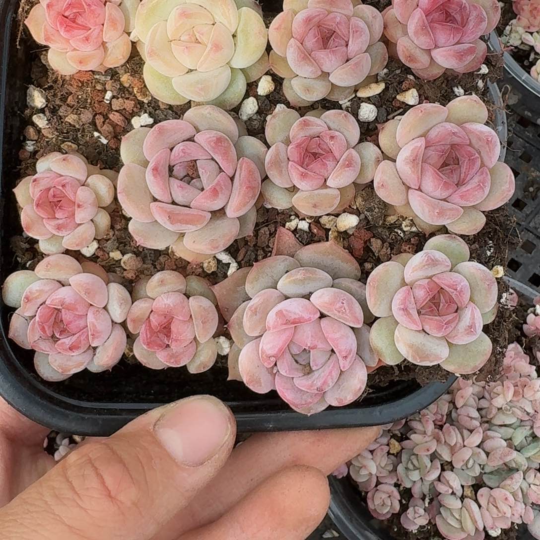 杂交新品珍妮多肉409