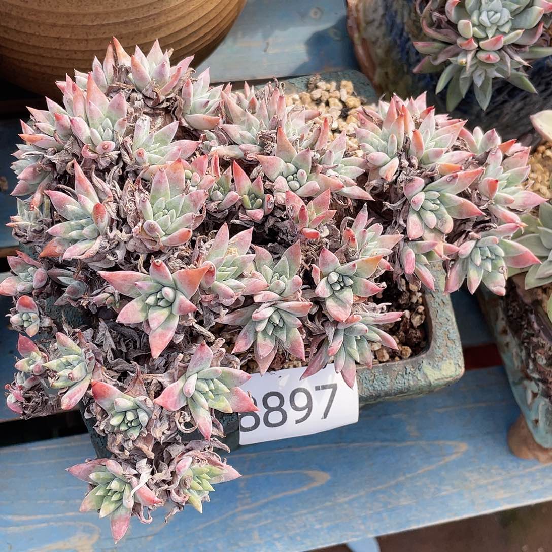 白姆大群多头老桩8897