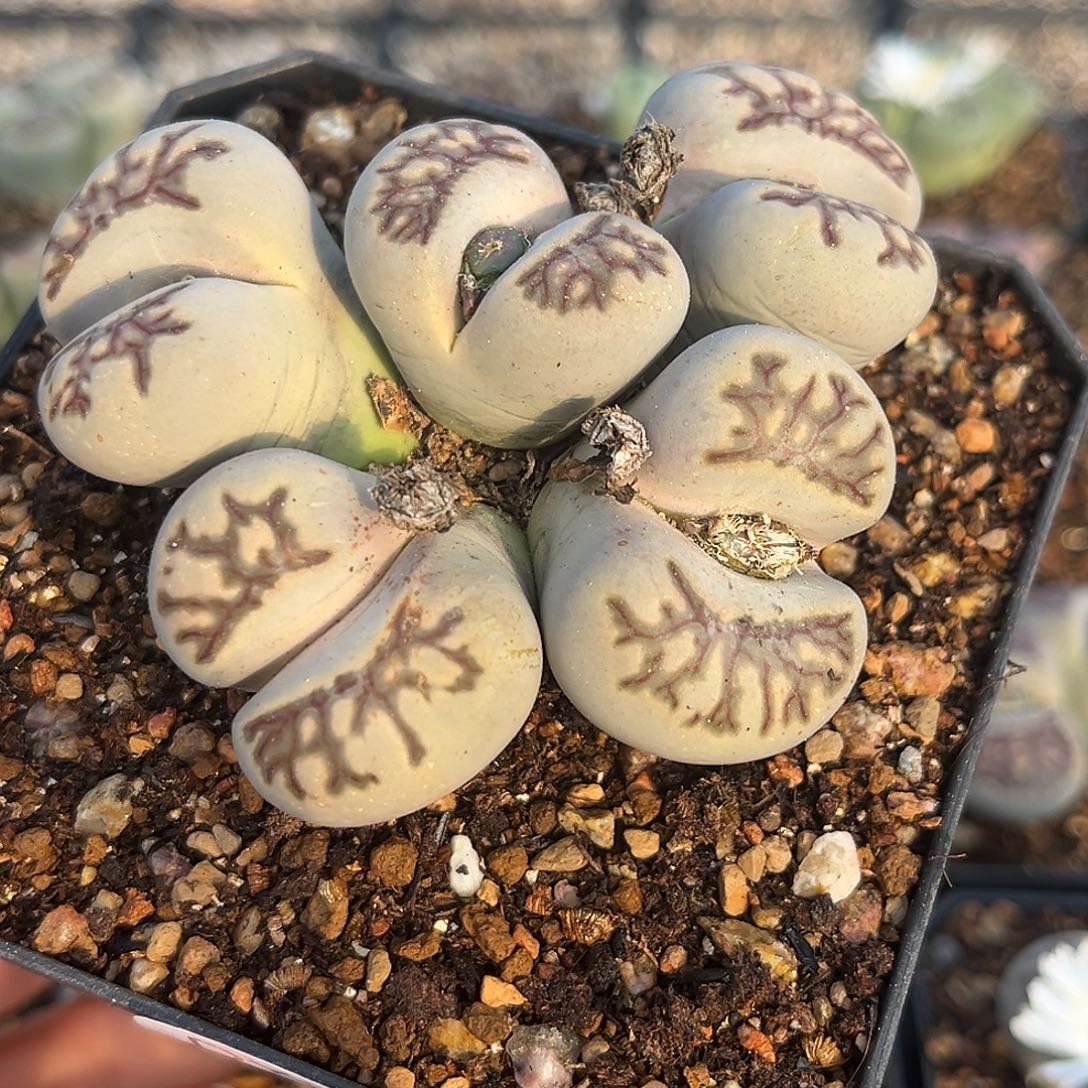 一物一拍菊母本2166