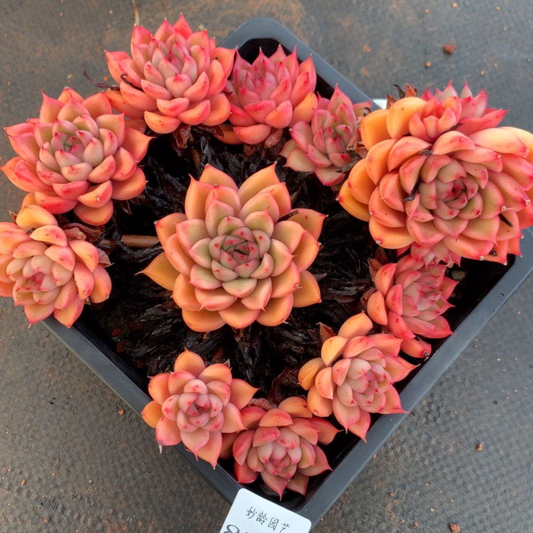 8739不包整散掉头价