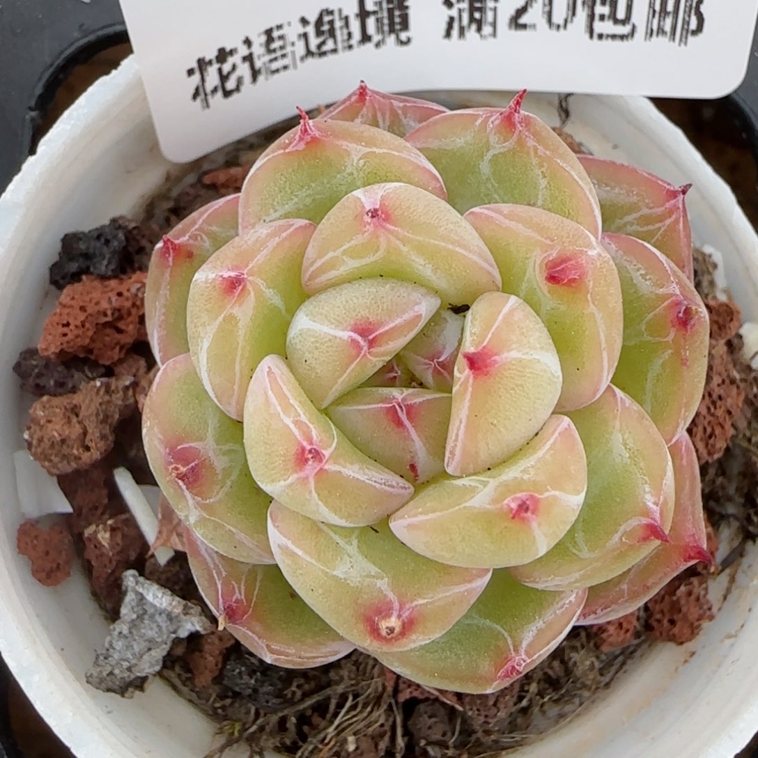 花语逸镜0206-463