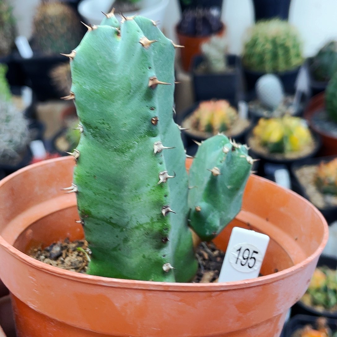 非偏远地区满25包邮仙人球