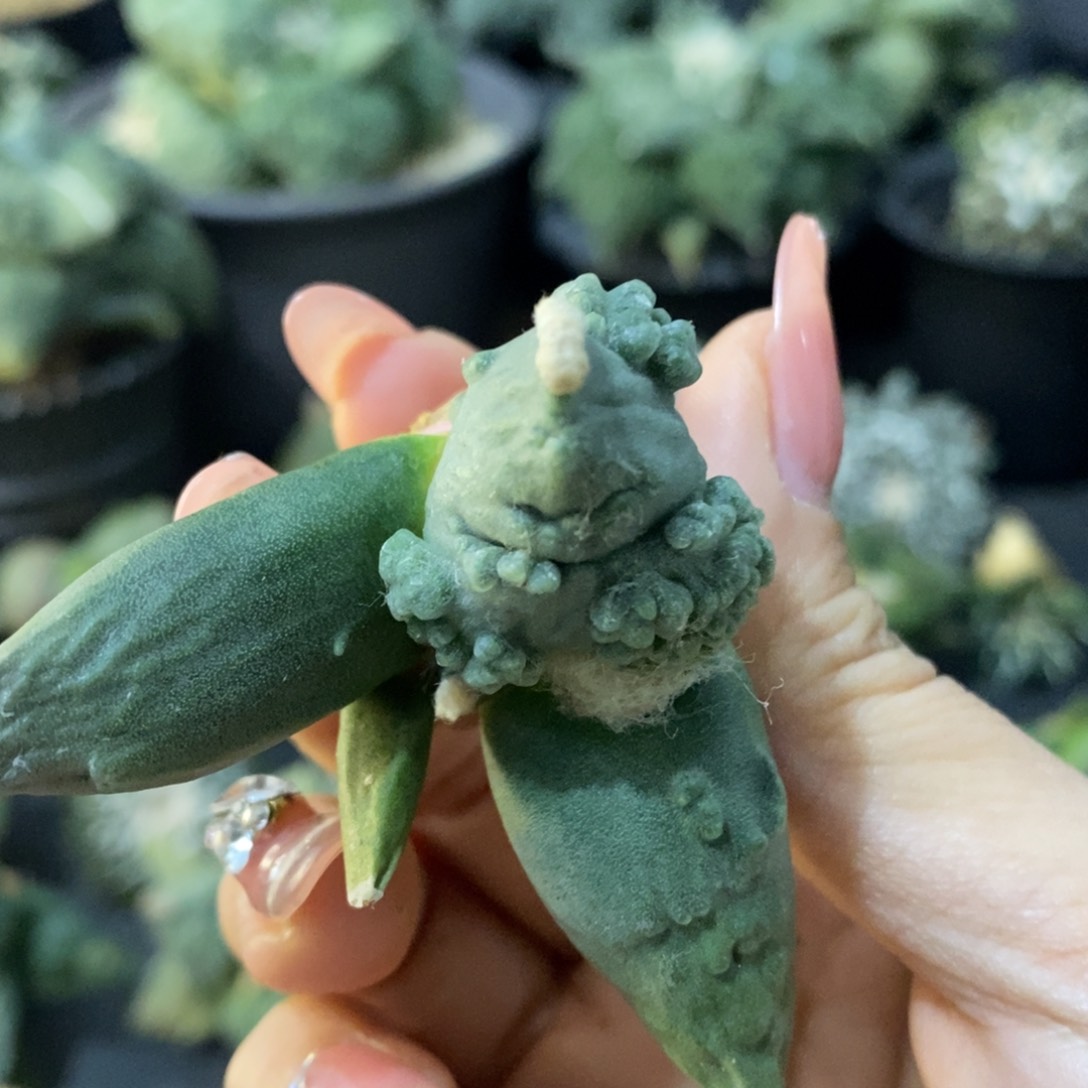 土拨鼠蛋怒背怒老头家