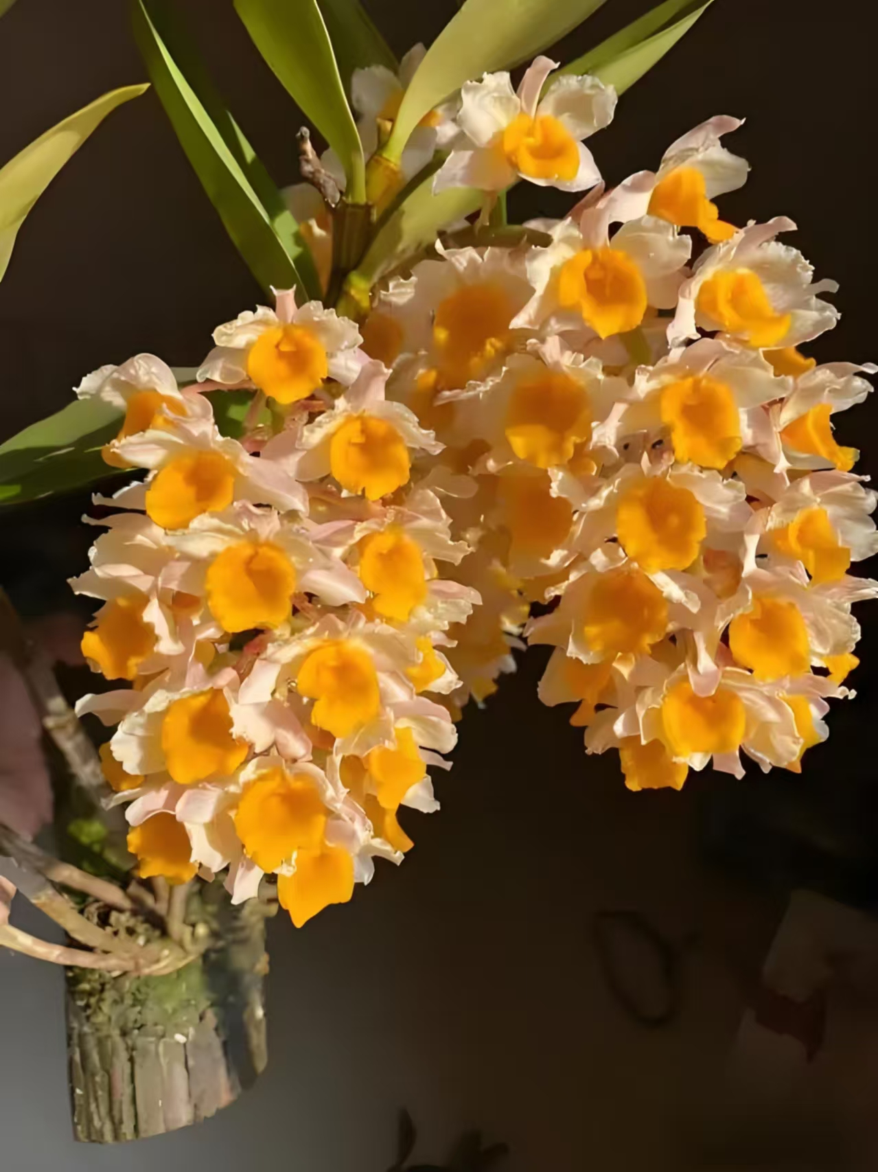 各种石斛·石豆一物一拍（请勿私拍）