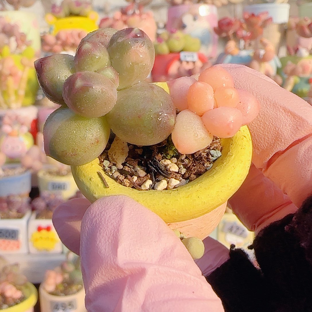 L 天空美人锦 盆口2.5cm