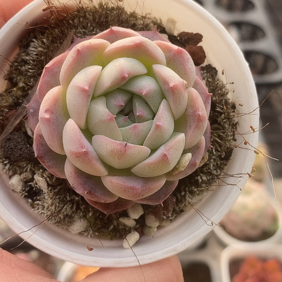 可爱肉肉喜欢拍224