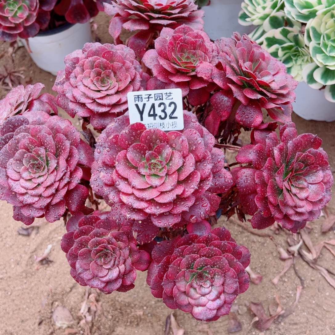 432美姬尺寸28左右