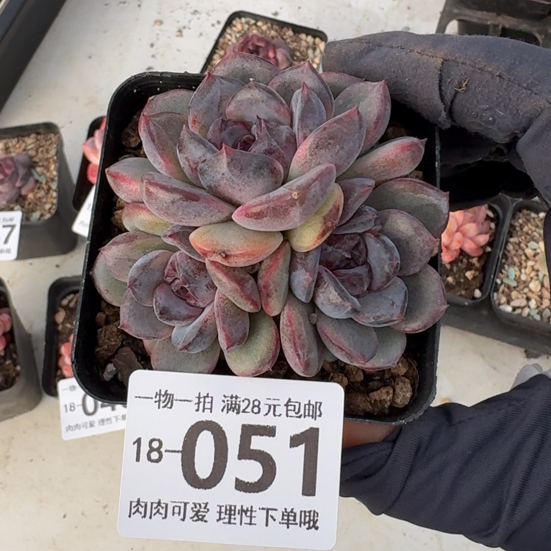 黑冰无盆土发货无盆