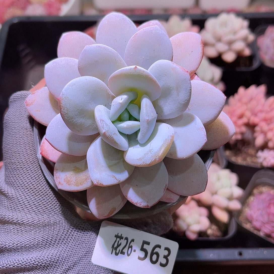 花26-563粉雪莲单头