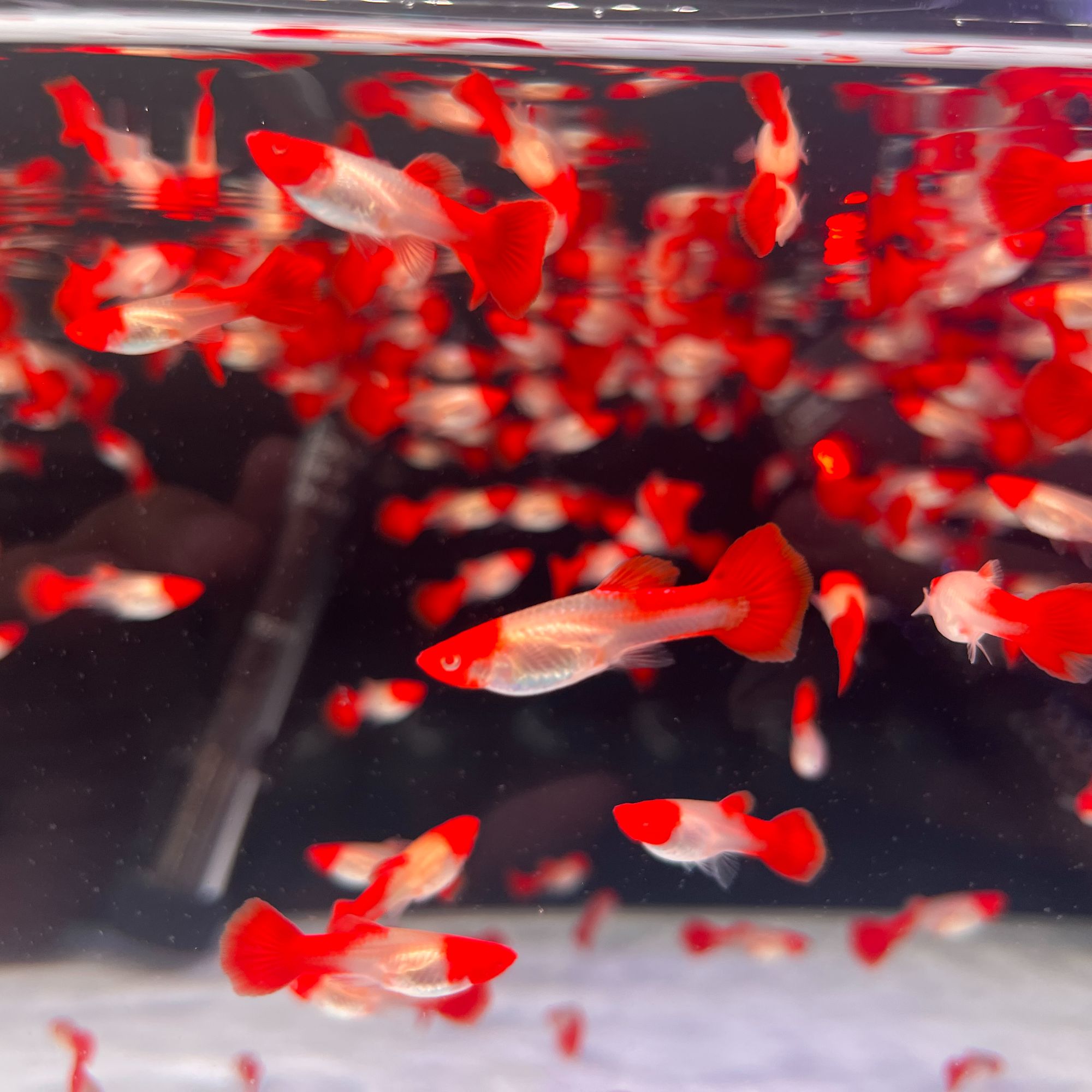 红头1对+褶扇1对+天空蓝1对+蓝礼服1对