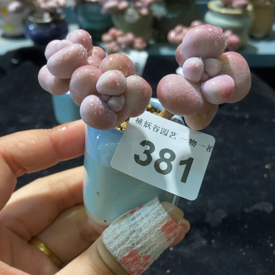 381糖果腰子蛋带盆土