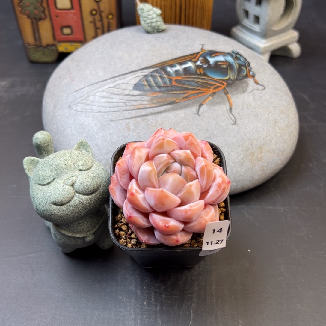 好好看14、哈哈哈哈