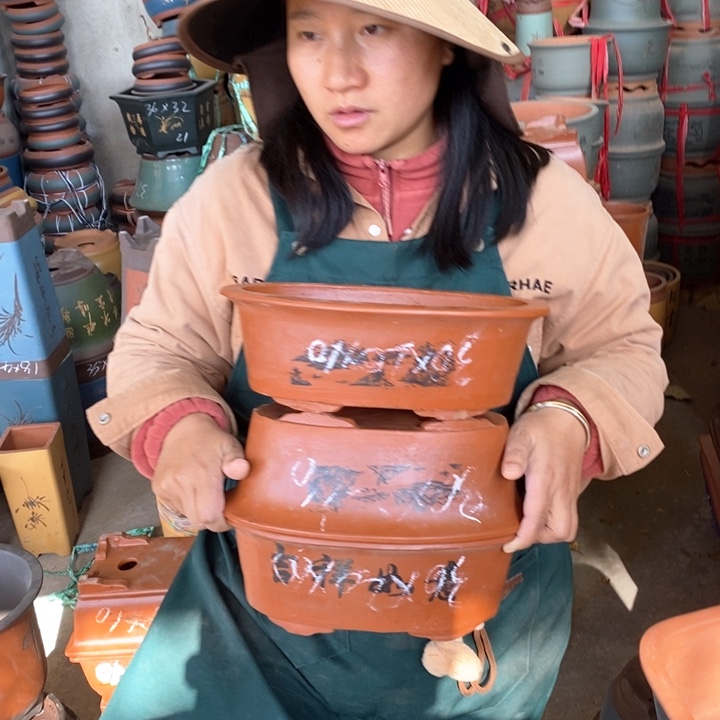 紫砂花盆盆栽花卉苗木种植
