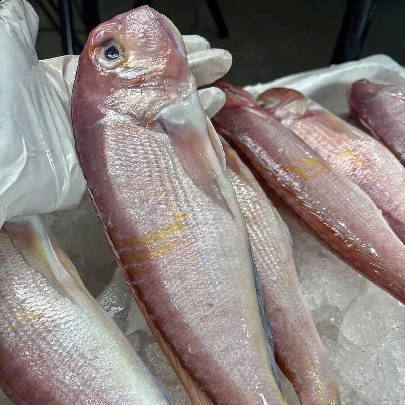 【金丝马头鱼】 汕尾本港海捕 香煎红烧无敌香