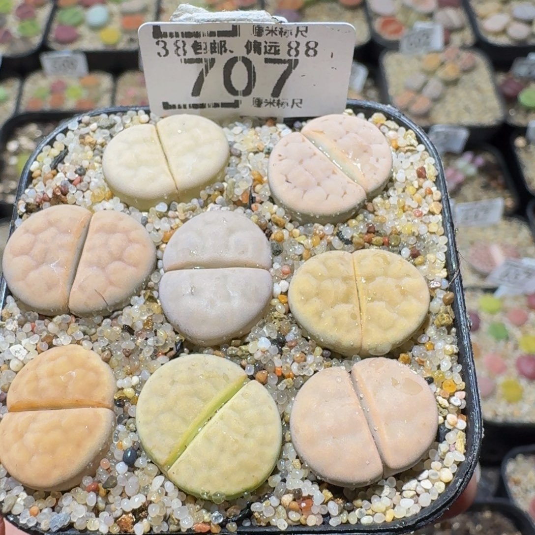 Sssss精品生石花707