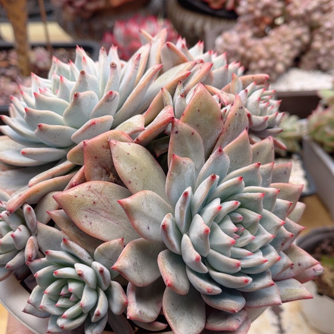 【闪购商品】454粉蓝鸟