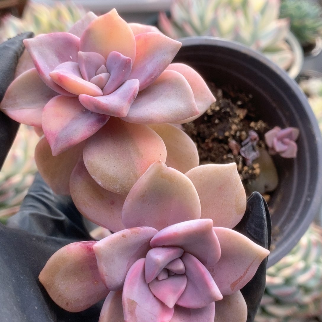 117紫乐锦锦锦锦锦锦