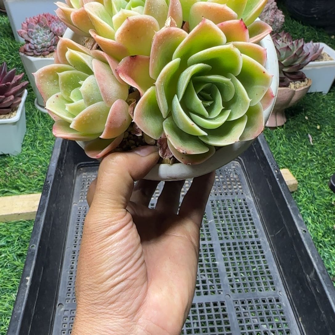 锦安多肉精品植物255