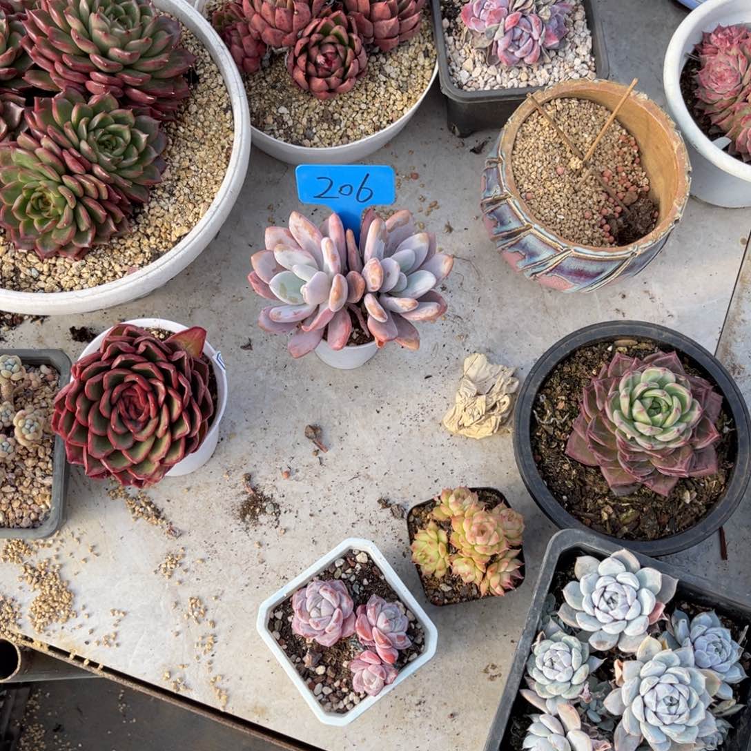 我**鱼206雪莲杂多肉