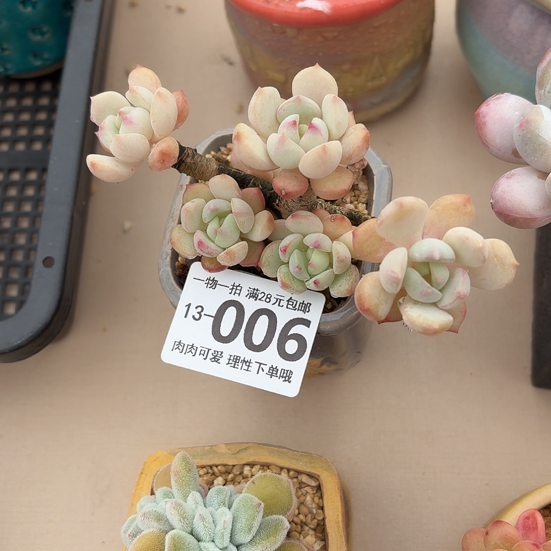 蜜桃格林无盆土发货无盆土发货无