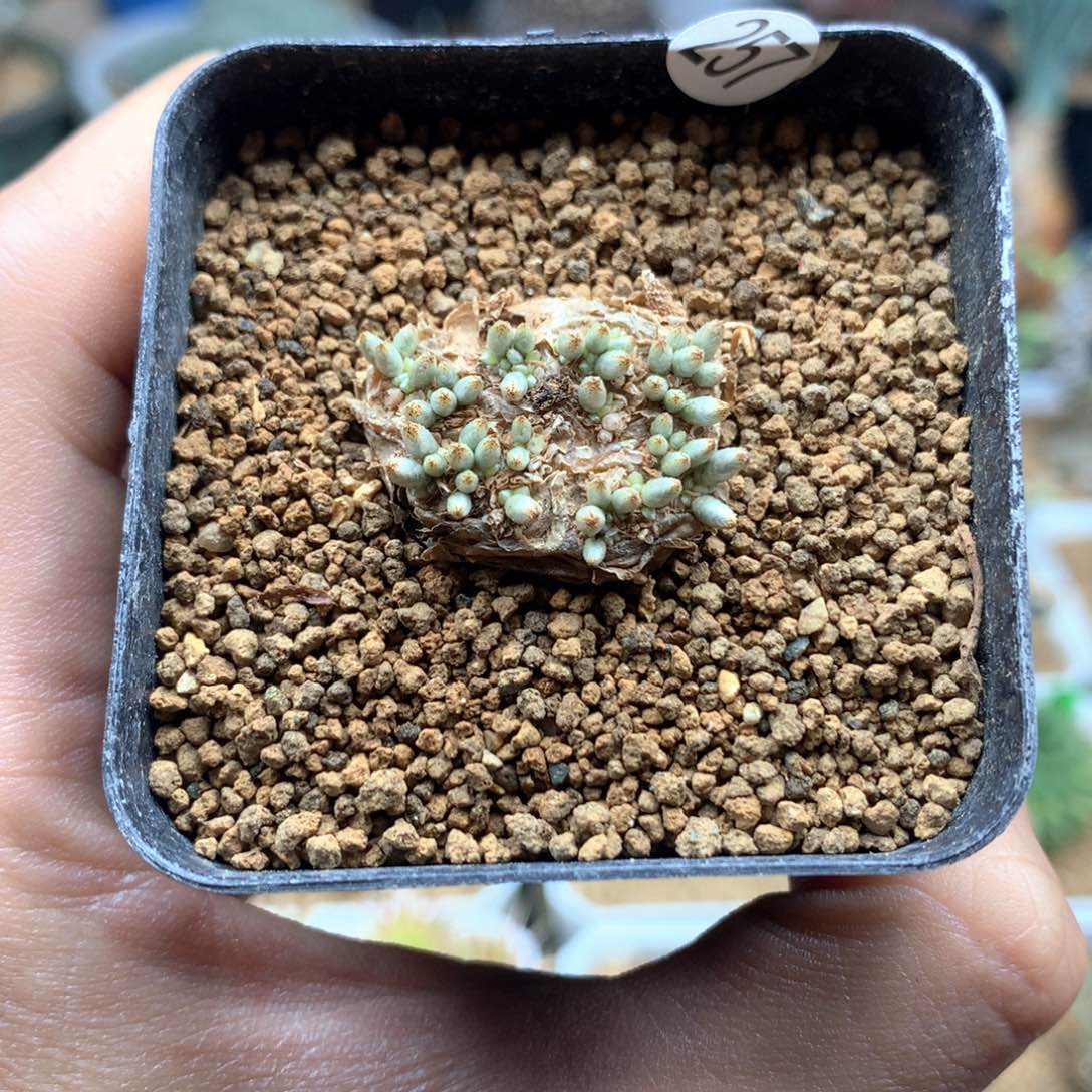 产地韧劲带盆发货