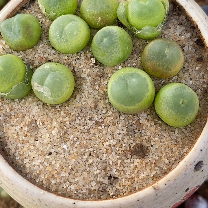 392紫皮拉登一颗。      