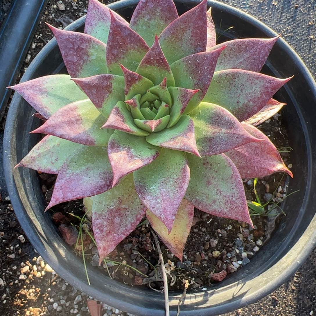 5001坎戴仙女杯多肉