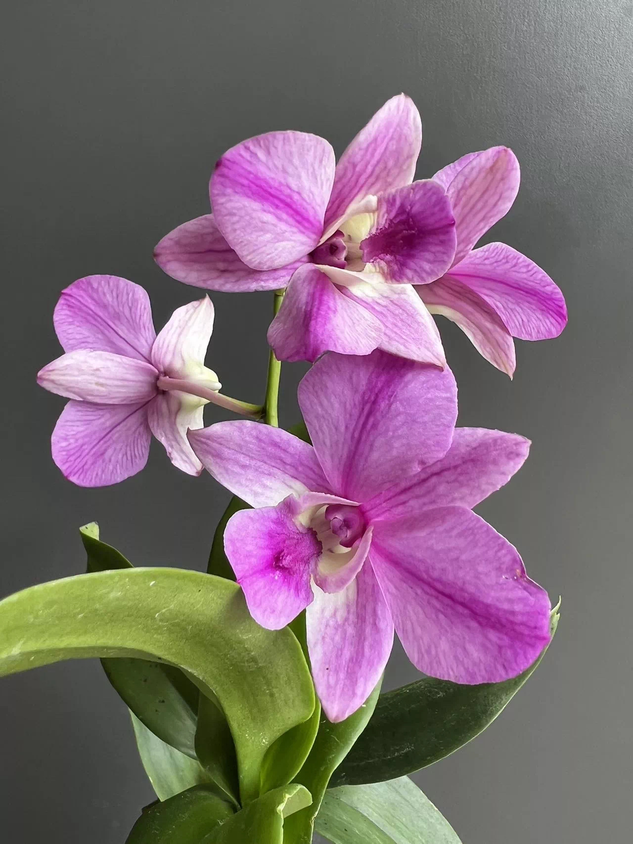 大力水手秋石斛盆栽室内阳台客厅新品石斛兰好养多年生庭院石斛花