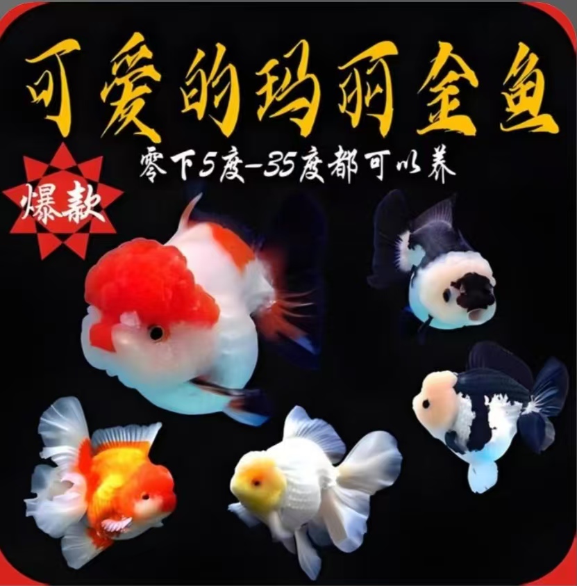 精品兰寿金鱼小金鱼淡水鱼元宝狮玛丽泰狮波妞鱼小鱼活鱼观赏鱼