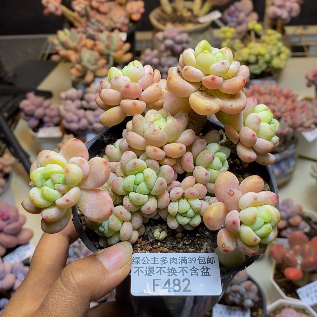 482樱花罗琦多肉9cm