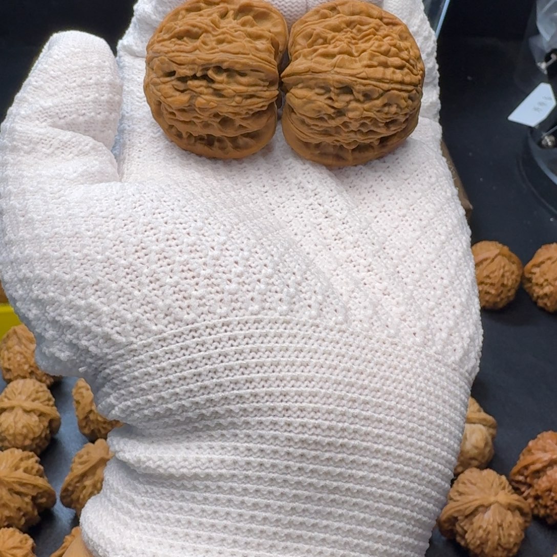 核桃闪电购39全品白狮子