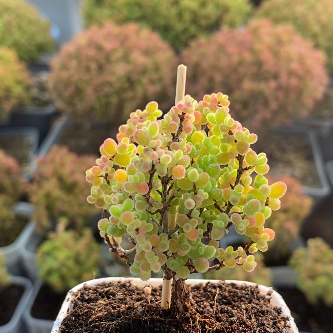 蜜橘糖球2786枝干番杏