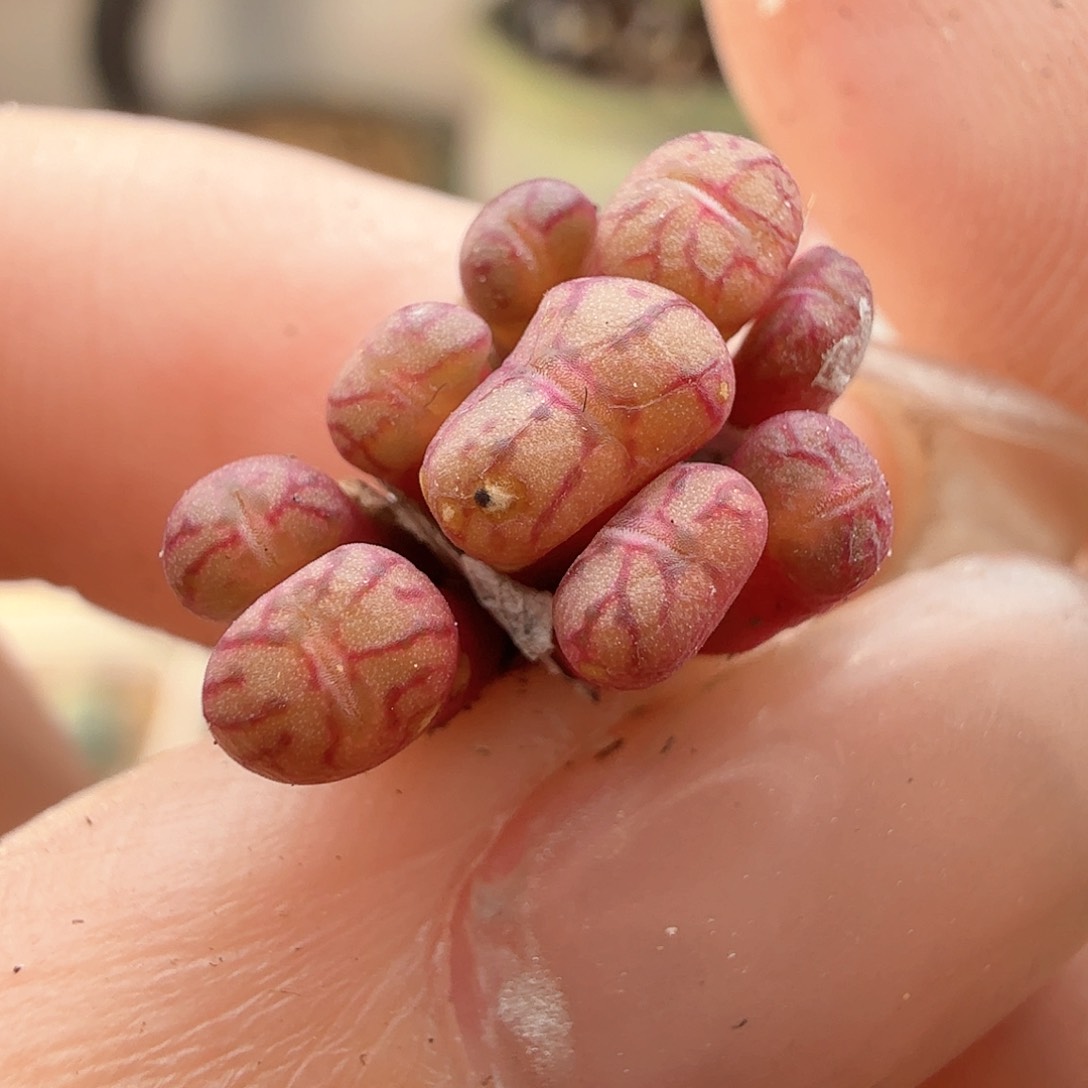 2.2.11/荧光玉杂交/尺寸小