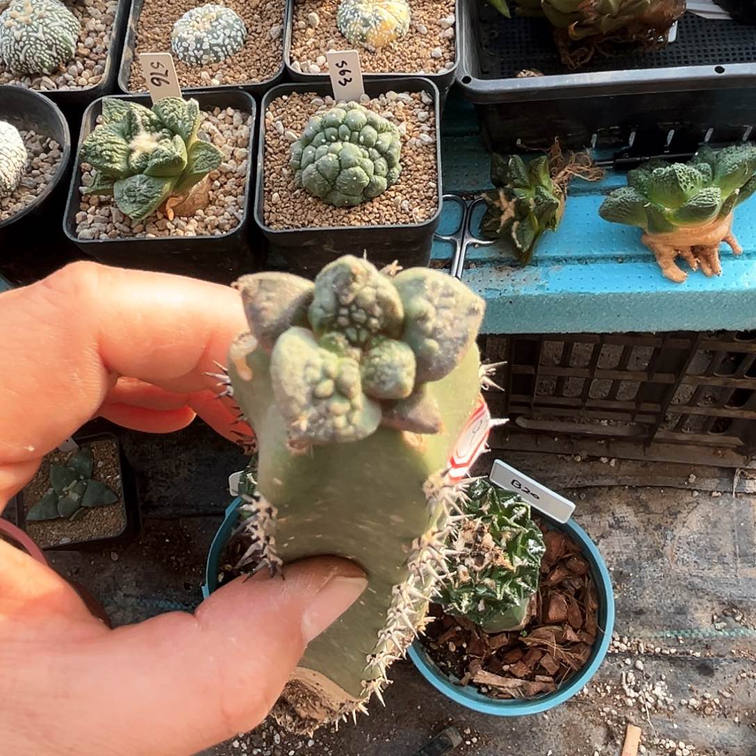 935哥怒新年快乐mm