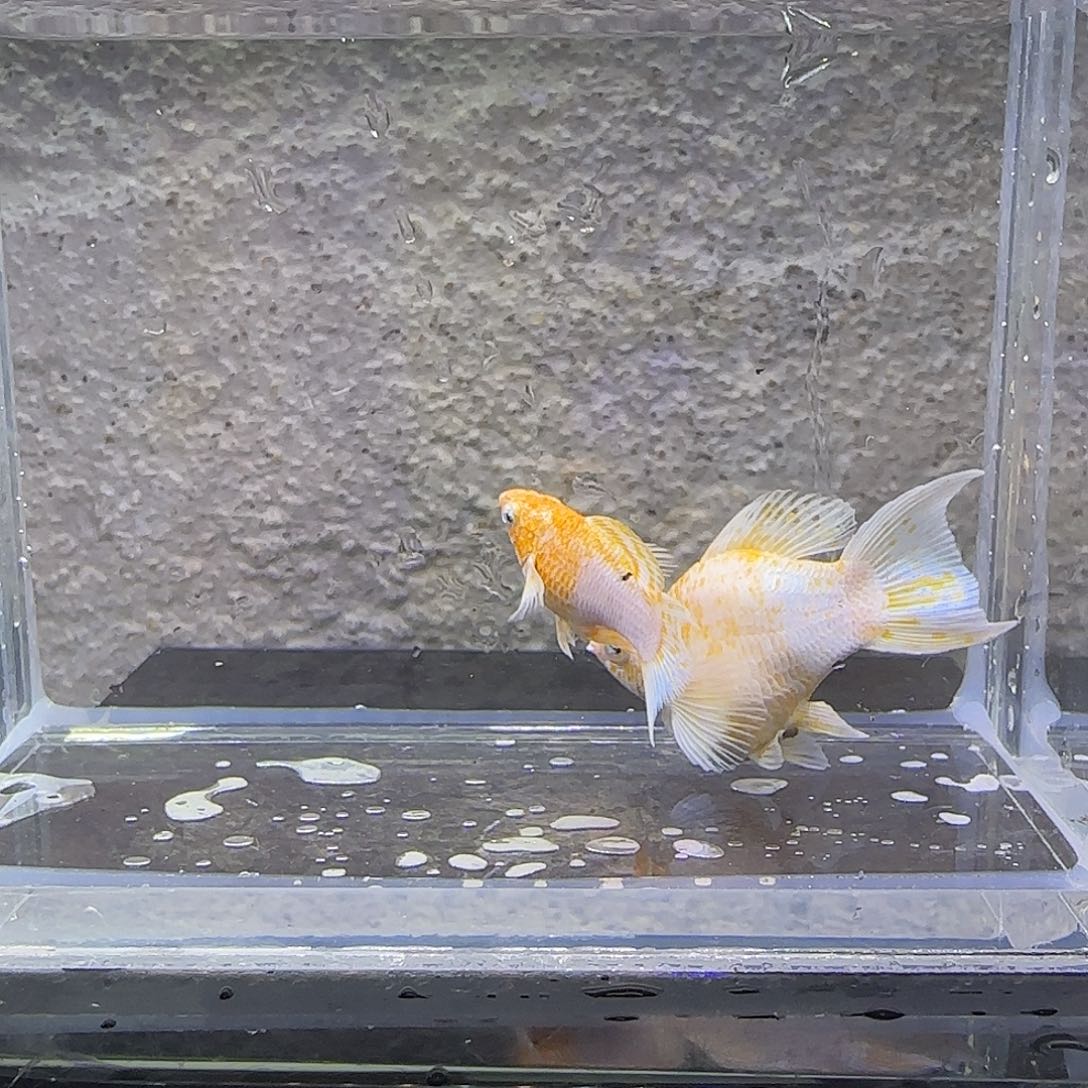 黑玛丽鱼樱花玛丽。67号