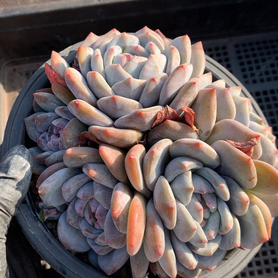 932号新疆西藏内蒙古不包邮的