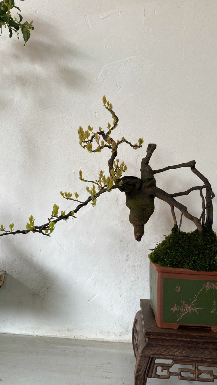 金弹子盆景植物盆栽（不能乱拍哦）