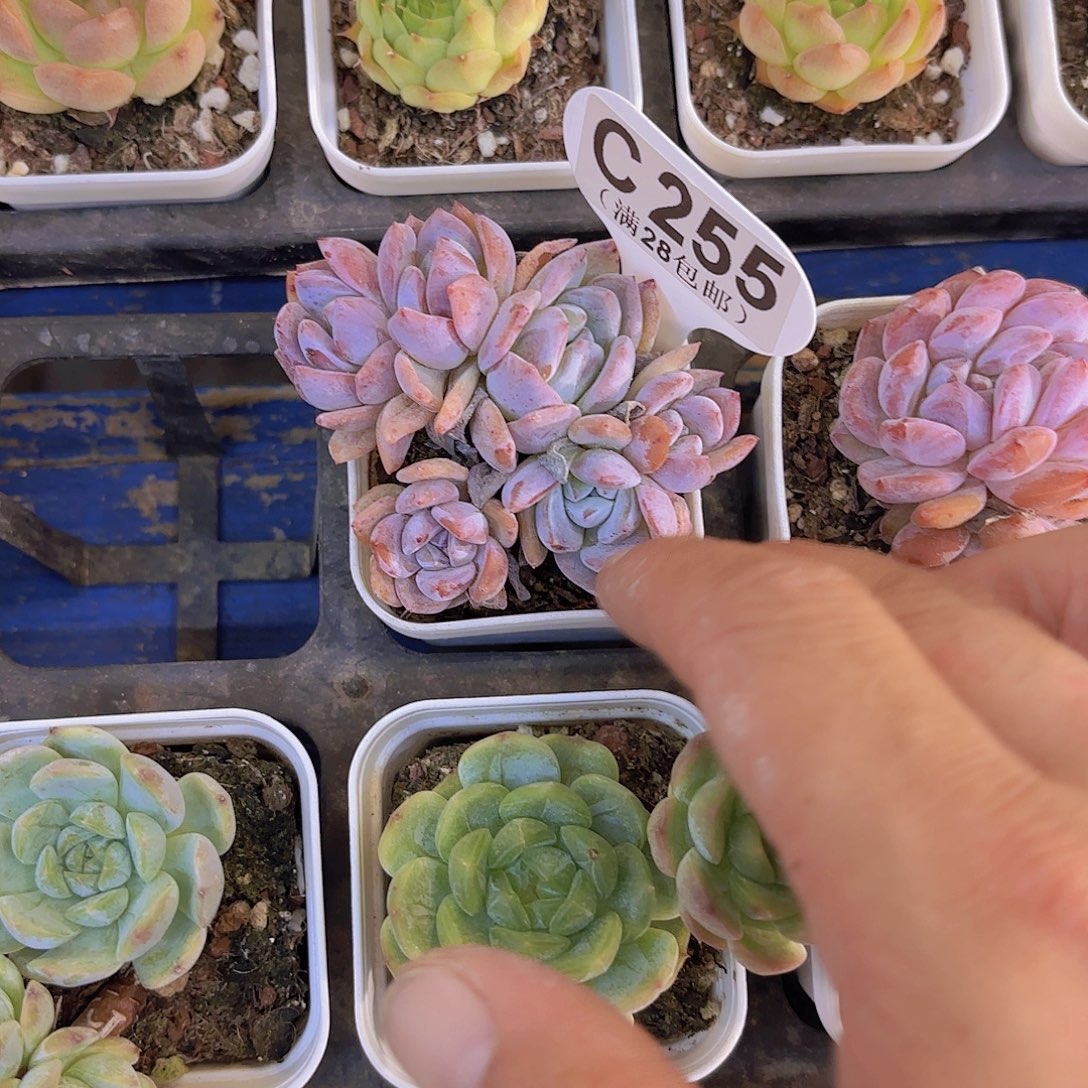哈***我C255橙子一物一拍