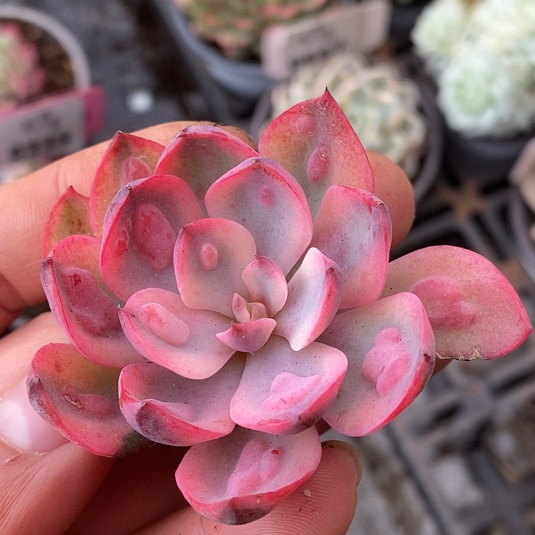 235头盖哈哈哈哈哈哈是