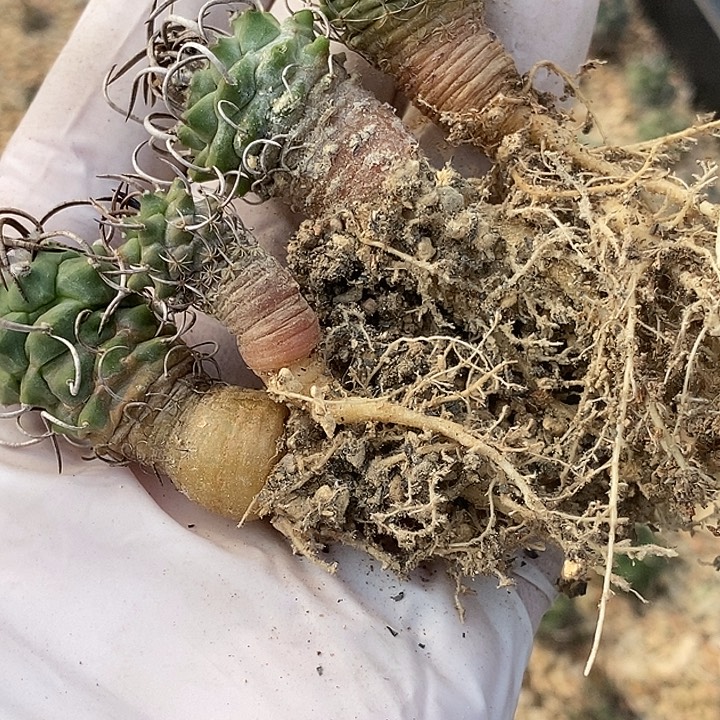 升云龙四个一组！！！