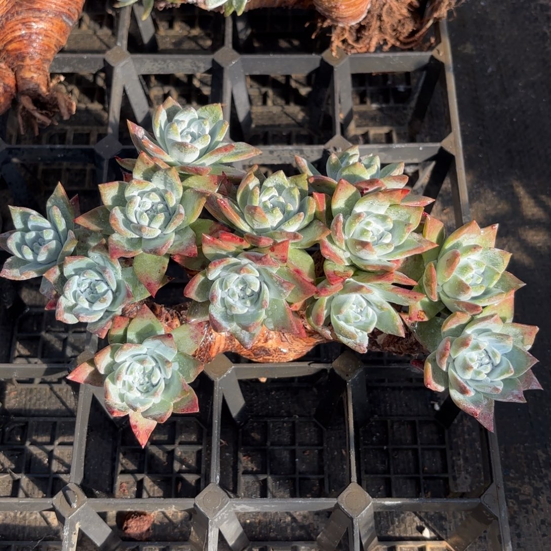 西***手白雪瑕疵出，仙女杯多肉