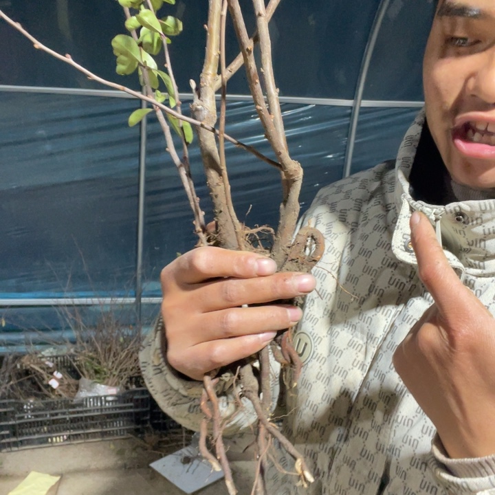 羽衣锦海棠花一颗