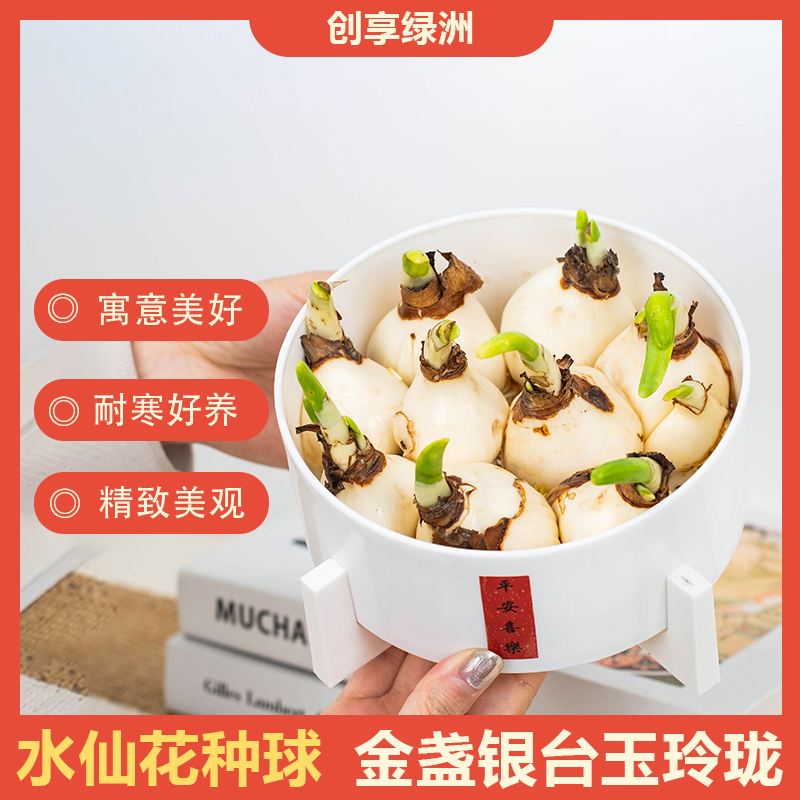 【年宵花】水仙花种球水培植物室内外冬季开花好养特色绿植带盆发货