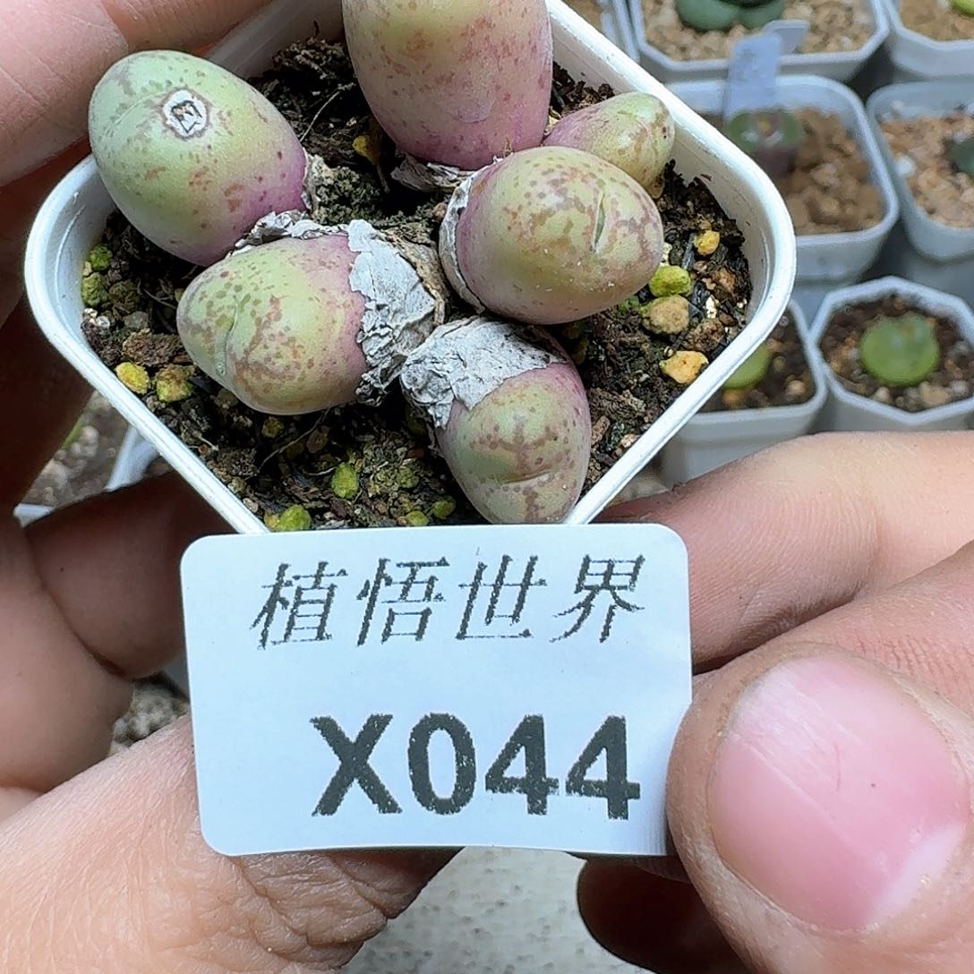 044盒多肉植物哇f g v