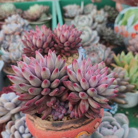 虞美人双头精品多肉