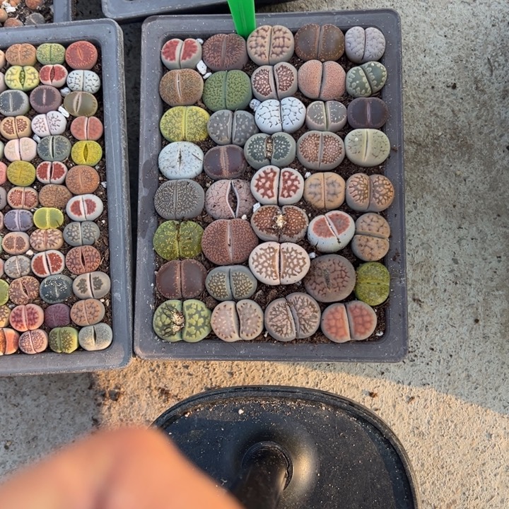 寥***）生日快乐啊小丁506