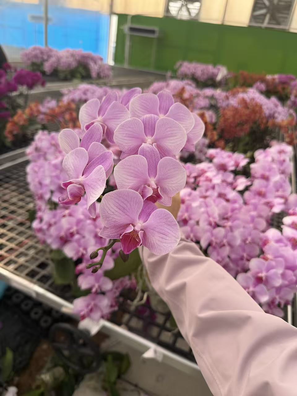 【粉CC】粉色系蝴蝶兰开花绿植盆栽好看好养适合室内摆放